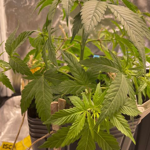 Super Skunk Speed Race growlog timeline photo