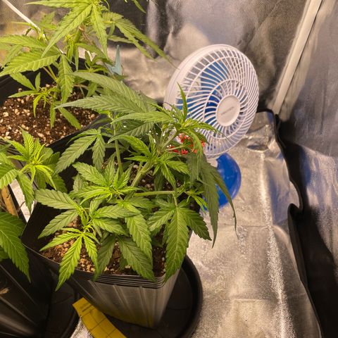 Super Skunk Speed Race growlog timeline photo