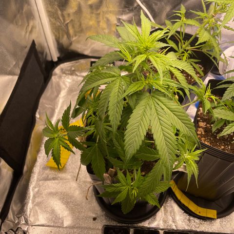 Super Skunk Speed Race growlog timeline photo