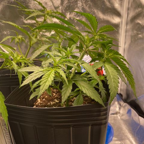 Super Skunk Speed Race growlog timeline photo