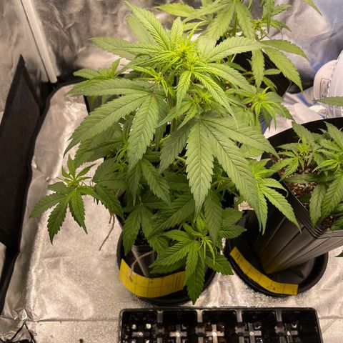 Super Skunk Speed Race growlog timeline photo
