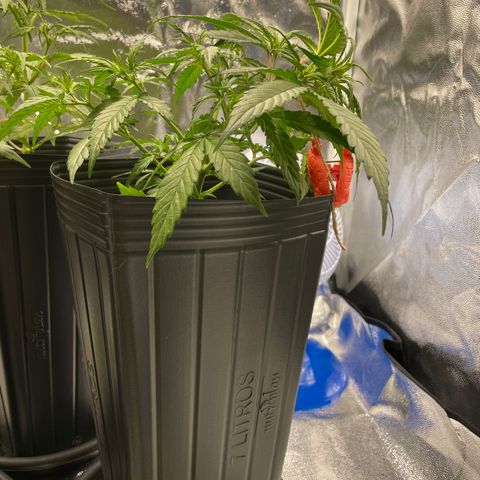 Super Skunk Speed Race growlog timeline photo