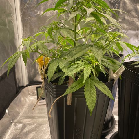 Super Skunk Speed Race growlog timeline photo