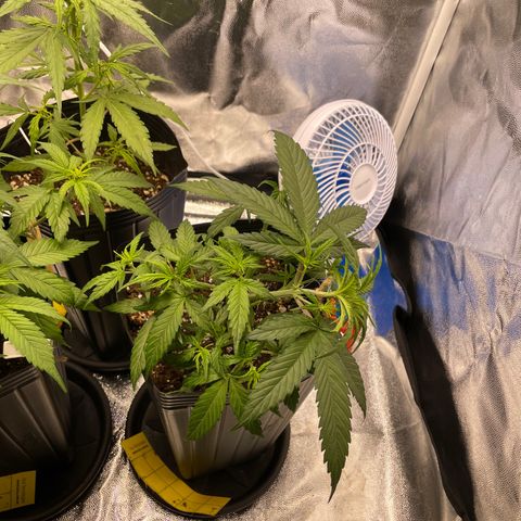 Super Skunk Speed Race growlog timeline photo