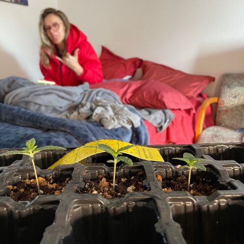 AK 47 growlog timeline photo