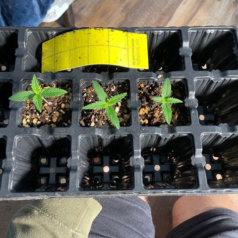 AK 47 growlog timeline photo