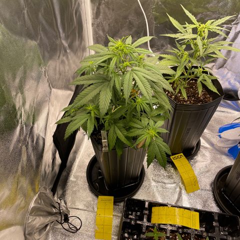 Super Skunk Speed Race growlog timeline photo