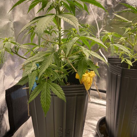 Super Skunk Speed Race growlog timeline photo