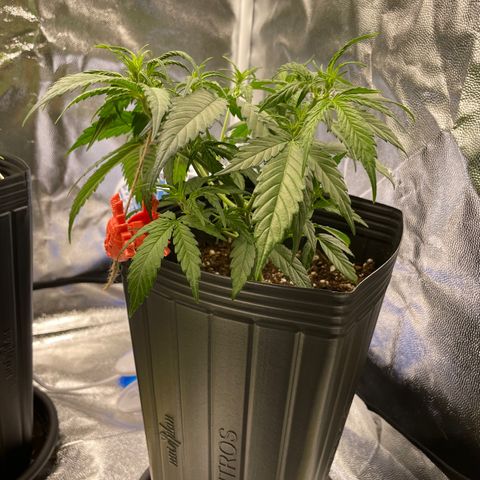Super Skunk Speed Race growlog timeline photo