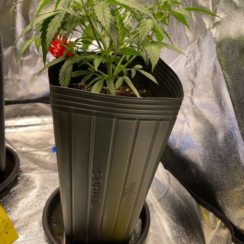 Super Skunk Speed Race growlog timeline photo