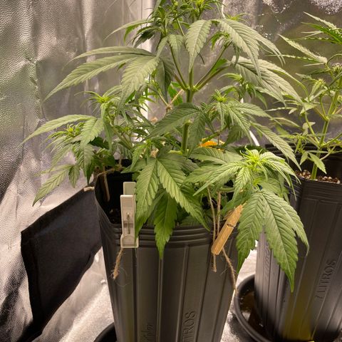Super Skunk Speed Race growlog timeline photo