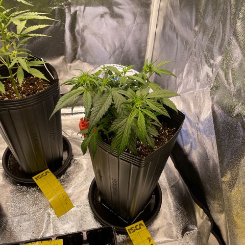 Super Skunk Speed Race growlog timeline photo
