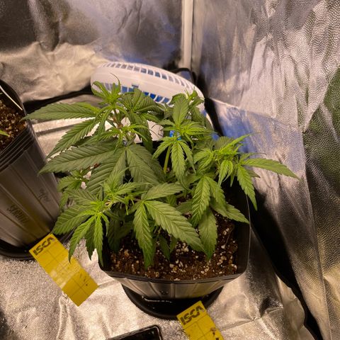 Super Skunk Speed Race growlog timeline photo