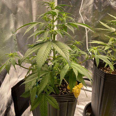 Super Skunk Speed Race growlog timeline photo