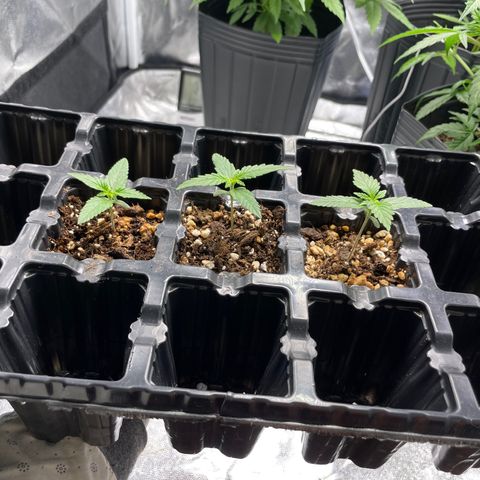 AK 47 growlog timeline photo