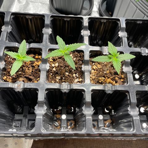 AK 47 growlog timeline photo