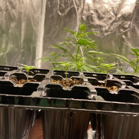 AK 47 growlog timeline photo