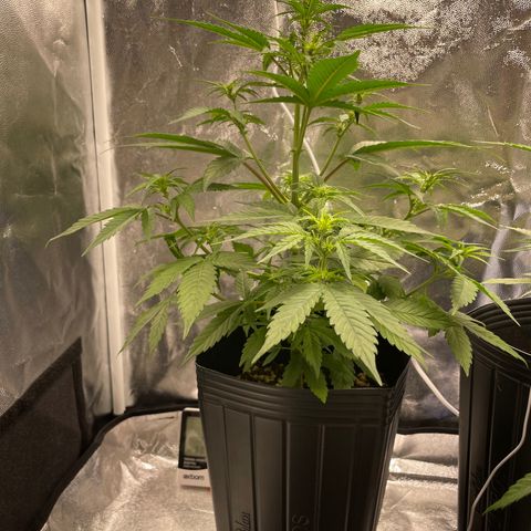 Super Skunk Speed Race growlog timeline photo