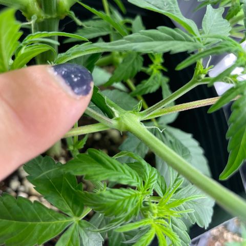 Super Skunk Speed Race growlog timeline photo