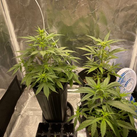 Super Skunk Speed Race growlog timeline photo