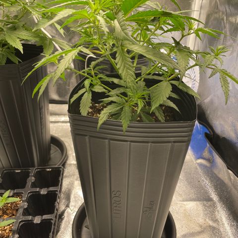 Super Skunk Speed Race growlog timeline photo