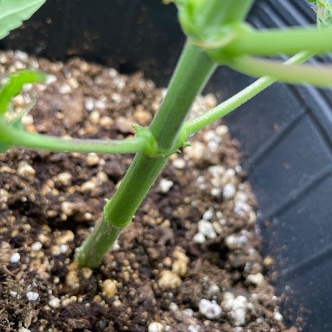 Super Skunk Speed Race growlog timeline photo