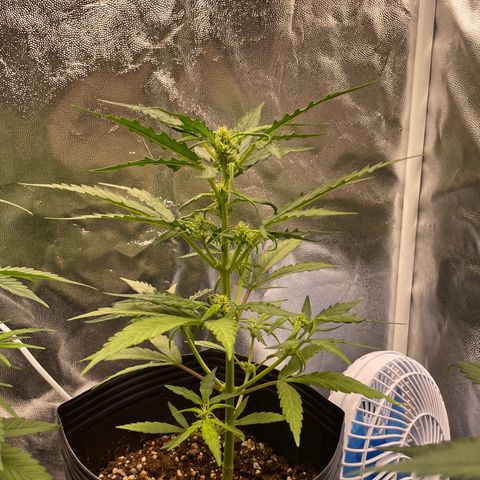 Super Skunk Speed Race growlog timeline photo