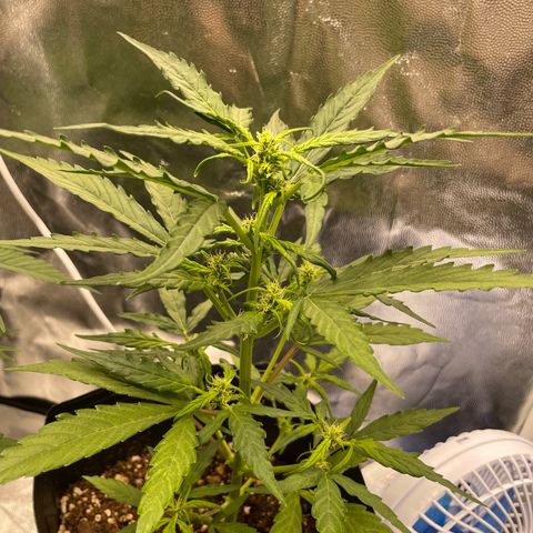 Super Skunk Speed Race growlog timeline photo