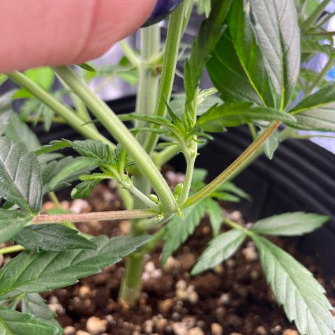 Super Skunk Speed Race growlog timeline photo