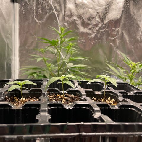AK 47 growlog timeline photo