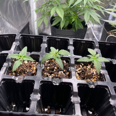 AK 47 growlog timeline photo