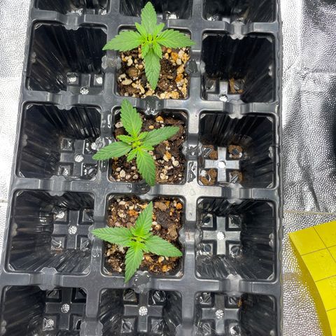 AK 47 growlog timeline photo