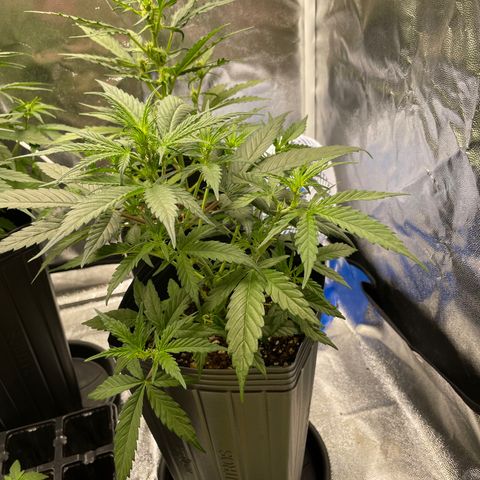 Super Skunk Speed Race growlog timeline photo