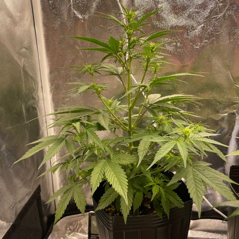 Super Skunk Speed Race growlog timeline photo