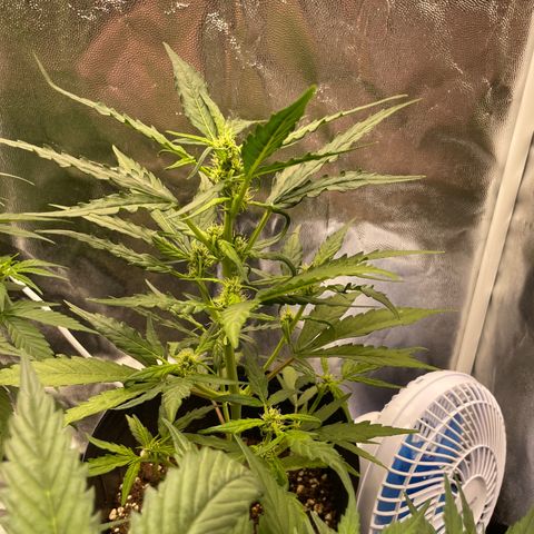 Super Skunk Speed Race growlog timeline photo