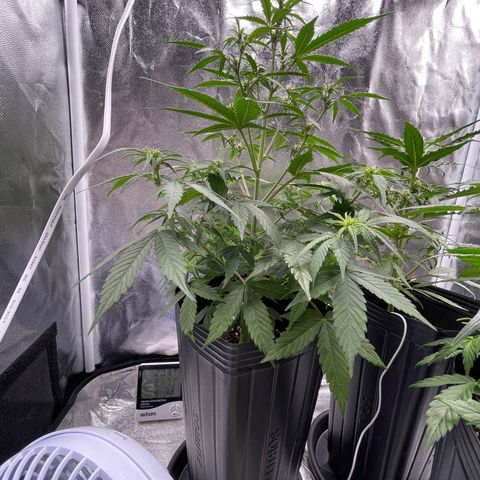 Super Skunk Speed Race growlog timeline photo
