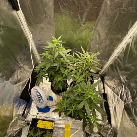 Super Skunk Speed Race growlog timeline photo