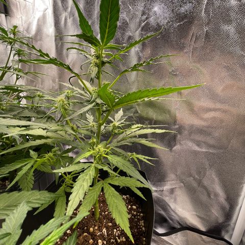 Super Skunk Speed Race growlog timeline photo