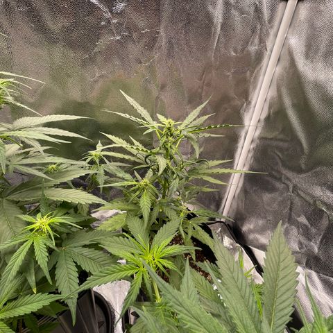 Super Skunk Speed Race growlog timeline photo