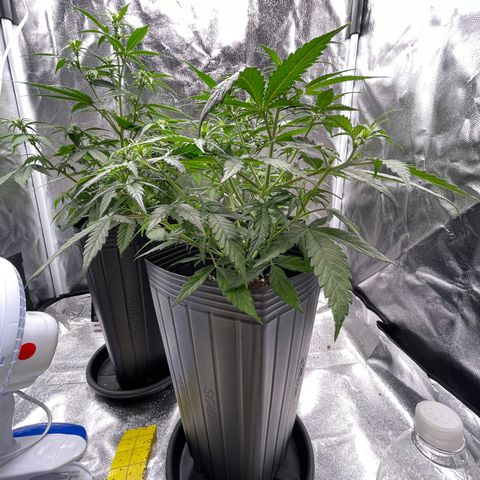 Super Skunk Speed Race growlog timeline photo