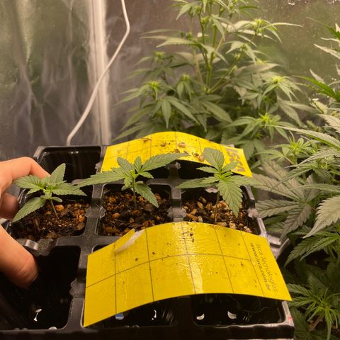 AK 47 growlog timeline photo
