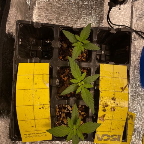 AK 47 growlog timeline photo