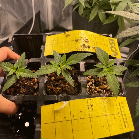 AK 47 growlog timeline photo