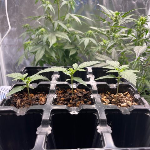 AK 47 growlog timeline photo