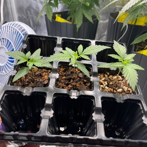 AK 47 growlog timeline photo