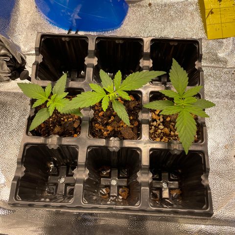 AK 47 growlog timeline photo