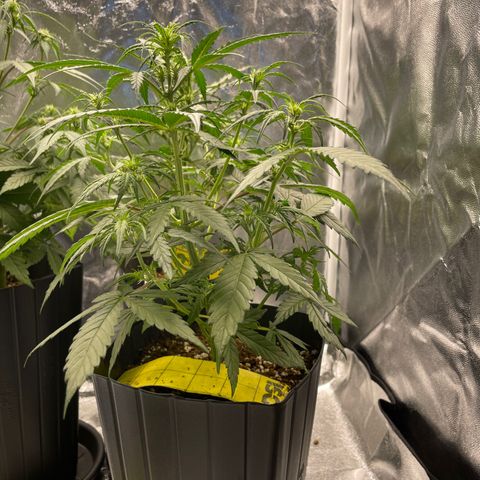 Super Skunk Speed Race growlog timeline photo