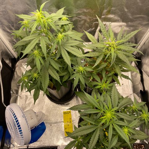 Super Skunk Speed Race growlog timeline photo