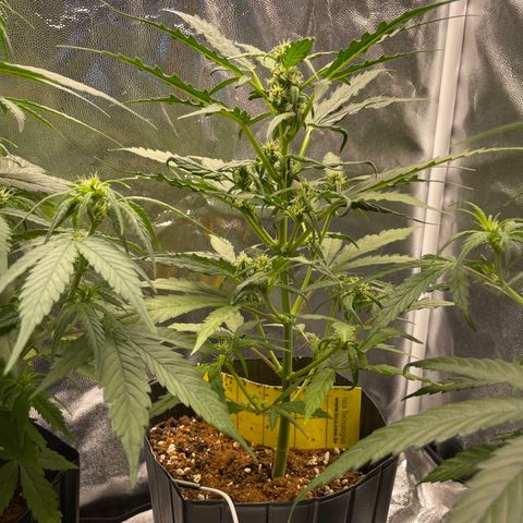 Super Skunk Speed Race growlog timeline photo
