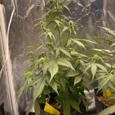 Super Skunk Speed Race growlog timeline photo